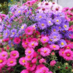 Астра кустарниковая микс d12