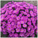 Астра кустовая (кустарниковая) осенняя d9