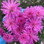 Астра Шоумэйке Бэби Пинк "Showmakers Baby Pink" d12