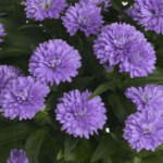 Астра Шоумэйке Лавендер "Showmakers Lavender" d12