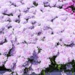 Астра Шоумэйке Лилак Сансет "Showmakers Lilac Sunset" d12