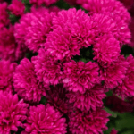 Астра Шоумэйке Маджента "Showmakers Magenta" d12