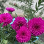 Астра Шоумэйке Претти Пинк "Showmakers Pretty Pink" d12