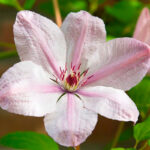 Клематис Ян Павел 2 2л