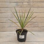 Юкка садовая Колор Гуард "Color Guard" d15