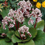 Бадан гибридный Зильберлихт "Silberlicht" d9