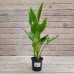 Калла Династия d12