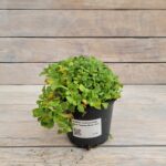 Арабис кавказский Литл Треже Уайт(Вайт) "Little Treasure White" d12