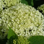 Гортензия древовидная Белла Рагацца Лиметта "Bella Ragazza Limetta" d15-17 (2л)