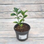 Бересклет Японский d12