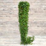 Будра плющелистная зеленая кашпо d23