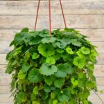 Будра плющелистная зеленая кашпо d23 — изображение 2