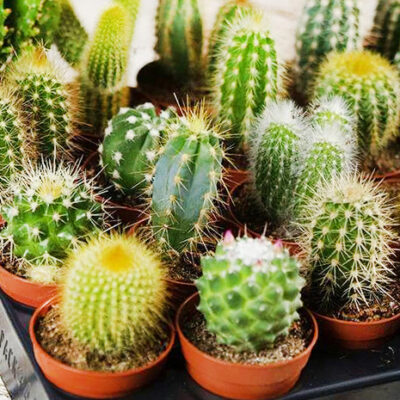 Кактус d5 с/х