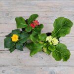 Примула d9 — изображение 2