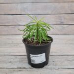 Пеперомия Невада d12