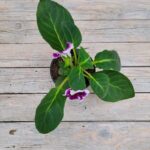 Глоксиния d12 — изображение 3