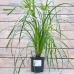 Циперус очереднолистный Зумула "Zumula" d12