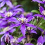 Клематис Стелла Белла "Stella Bella" 2л