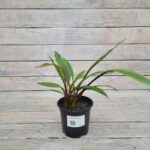 Калла Ред (Руд) d12