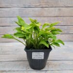 Хоста Голден Тиара d17