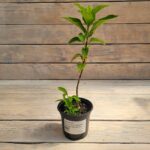 Гортензия метельчатая Ливинг Саммер Лав "Living Summer Love" d9