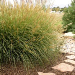 Дешампсия (щучка дернистая) Палава d9