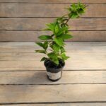 Гортензия метельчатая Селекшн d9