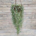 Дихондра серебристая кашпо d23