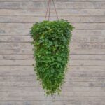 Дихондра зеленая кашпо d23