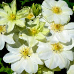 Клематис Джернси Крим "Guernsey Cream" 2л