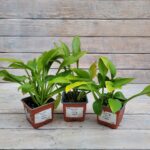 Хоста микс, гибридная d9