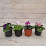 Сенполия (фиалка) КОМНАТ d9