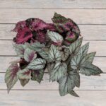 Бегония Рекс (королевская) d12 — изображение 5