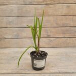 Традесканция d9