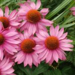 Эхинацея Пурпурная микс d12