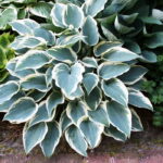 Хоста Эль Нино d15