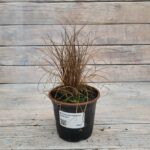 Осока власовидная Зора d12 — изображение 2