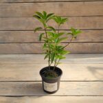 Гортензия метельчатая Ливинг Саммер Сноу "Living Summer Snow" d9