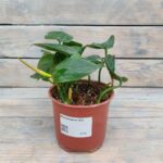 Филодендрон d12