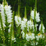 Физостегия d9