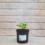 Фуксия микс d12