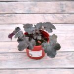 Гейхера Блэк Перл d12