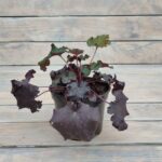 Гейхера Дарк Мистери d12