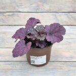 Гейхера Форевер Перпл d12