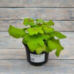 Гейхера Гейхерелла Арт Тропико d12