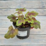 Гейхера Гейхерелла Брасс Лантерн "Brass Lantern" d12