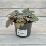 Гейхера Гейхерелла Инфинити "Infinity" d12