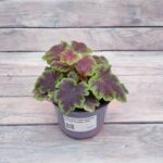 Гейхера Гейхерелла Солар Эклипс "Solar eclipse" d12