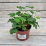 Гейхера Геркулес d12