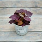 Гейхера Грейп Сода d12